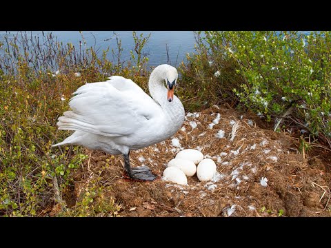 This Is How Mother Swan Laying Eggs And Hatching To Cute Babies