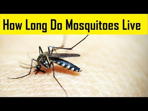 How Long do Mosquitoes Live | Life Cycle of Mosquitoes