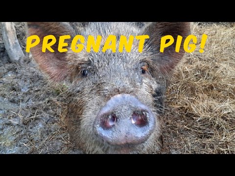 Our pig is pregnant! How long a pig's gestation is