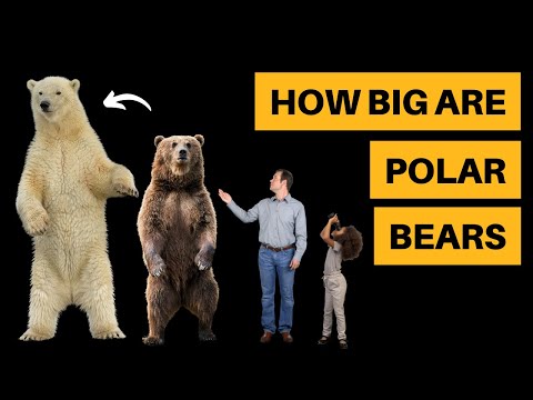 How Big Are Polar Bears? [Size Comparison]