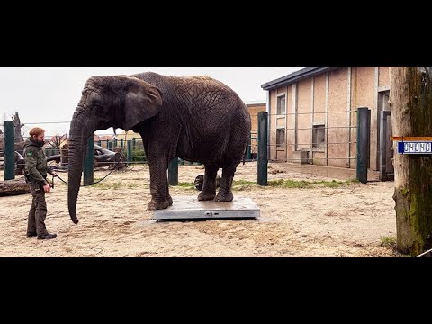 Weighing elephants in Aalborg Zoo