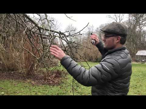 Vinterbeskæring af æbletræer
