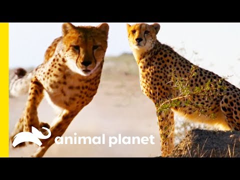 How Do Cheetahs Run So Fast? | How Do Animals Do That?