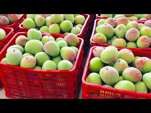 Đặc Điểm Của Xoài Úc Là Gì? Xoài Úc Ăn Sống Hay Chín Ngon? Đặc Điểm Của Xoài Úc Là Gì? Xoài Úc Ăn Sống Hay Chín Ngon?