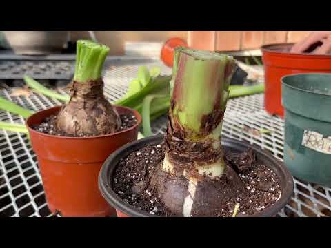How to get Amaryllis Bulbs to Re-Bloom